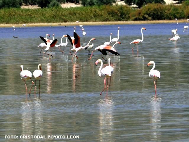 Готель Hostal Nicol'S Luque Екстер'єр фото